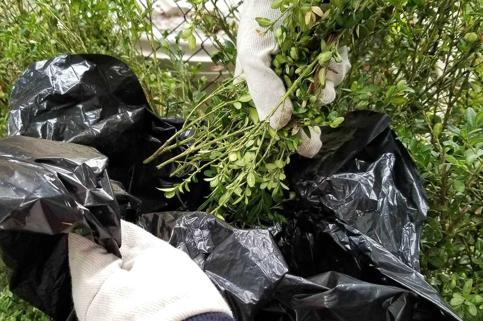 Safe disposal of boxwood plants and clippings will help to prevent the spread of the pest.