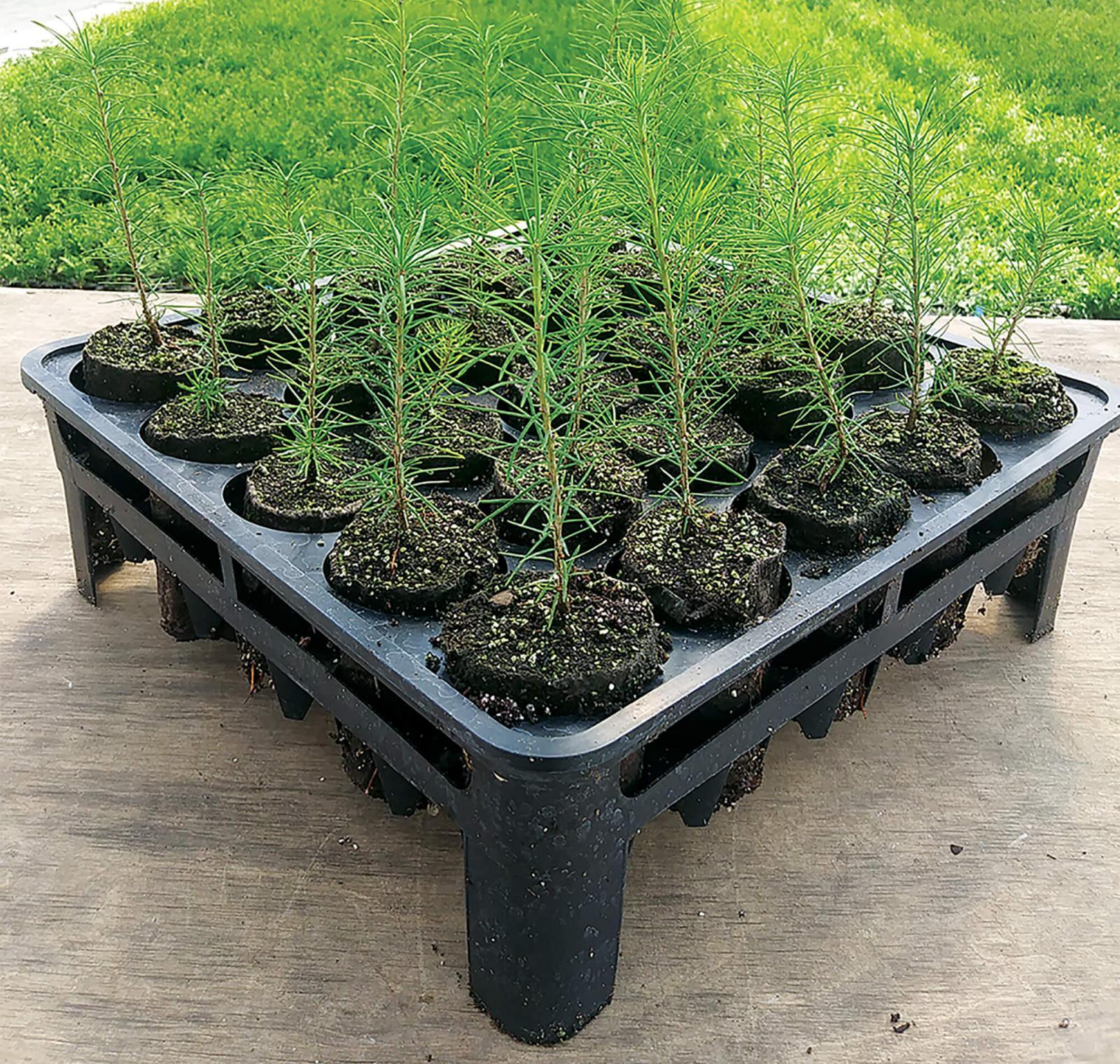 RootSmart is a wall-less, bottomless propagation system, which ideal root structure during the early stages of container plant production promotes.