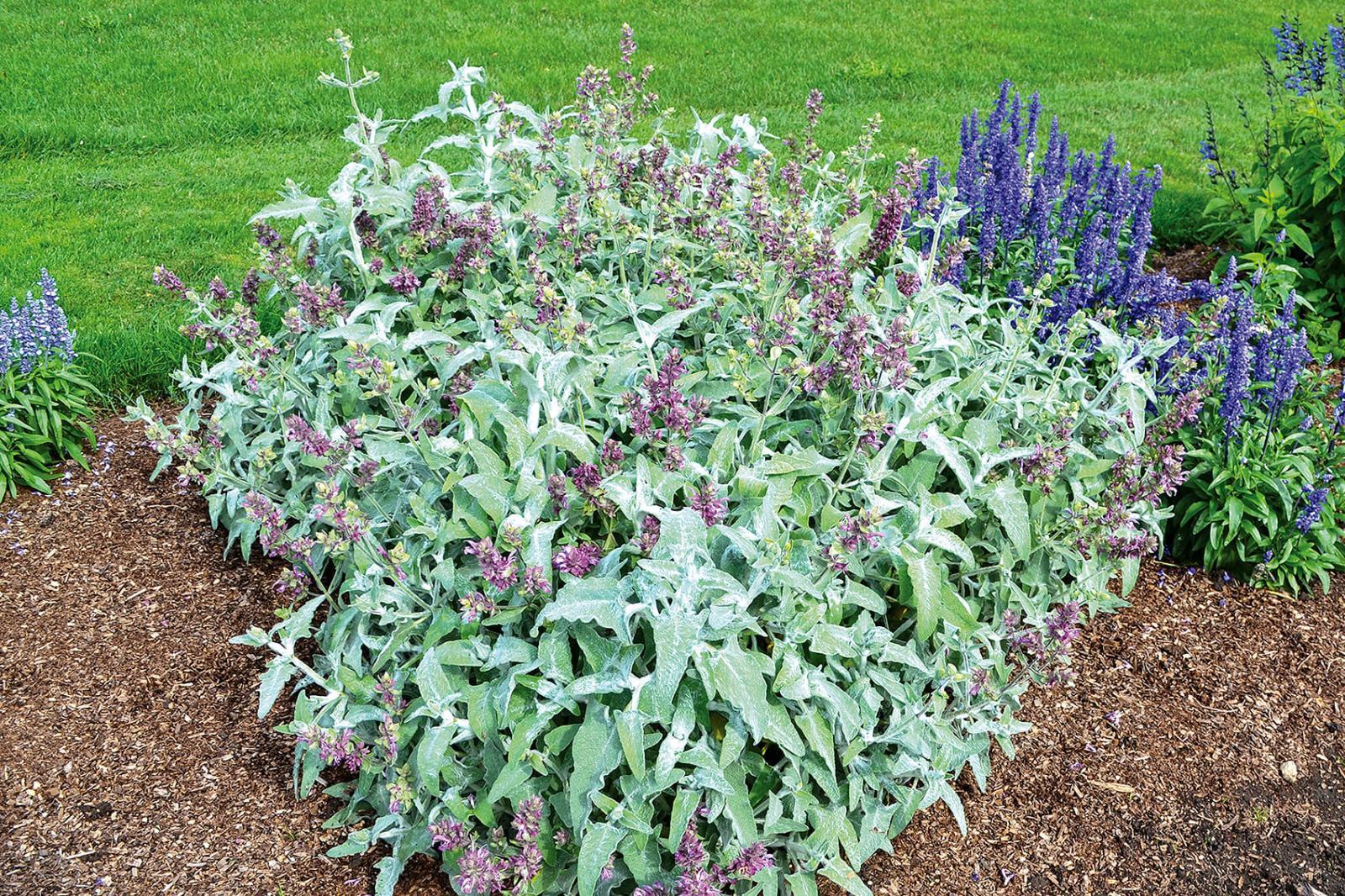 A new salvia named Lancelot drew a lot of attention at the 2020 trial garden open house.