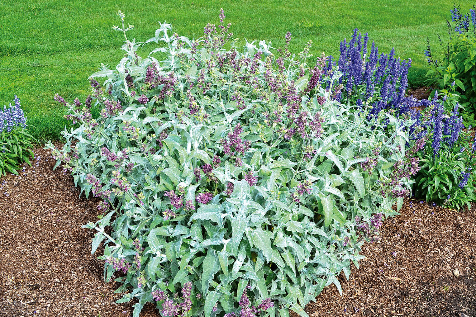 Dramatic looking plants are top picks at Trial Garden Open House