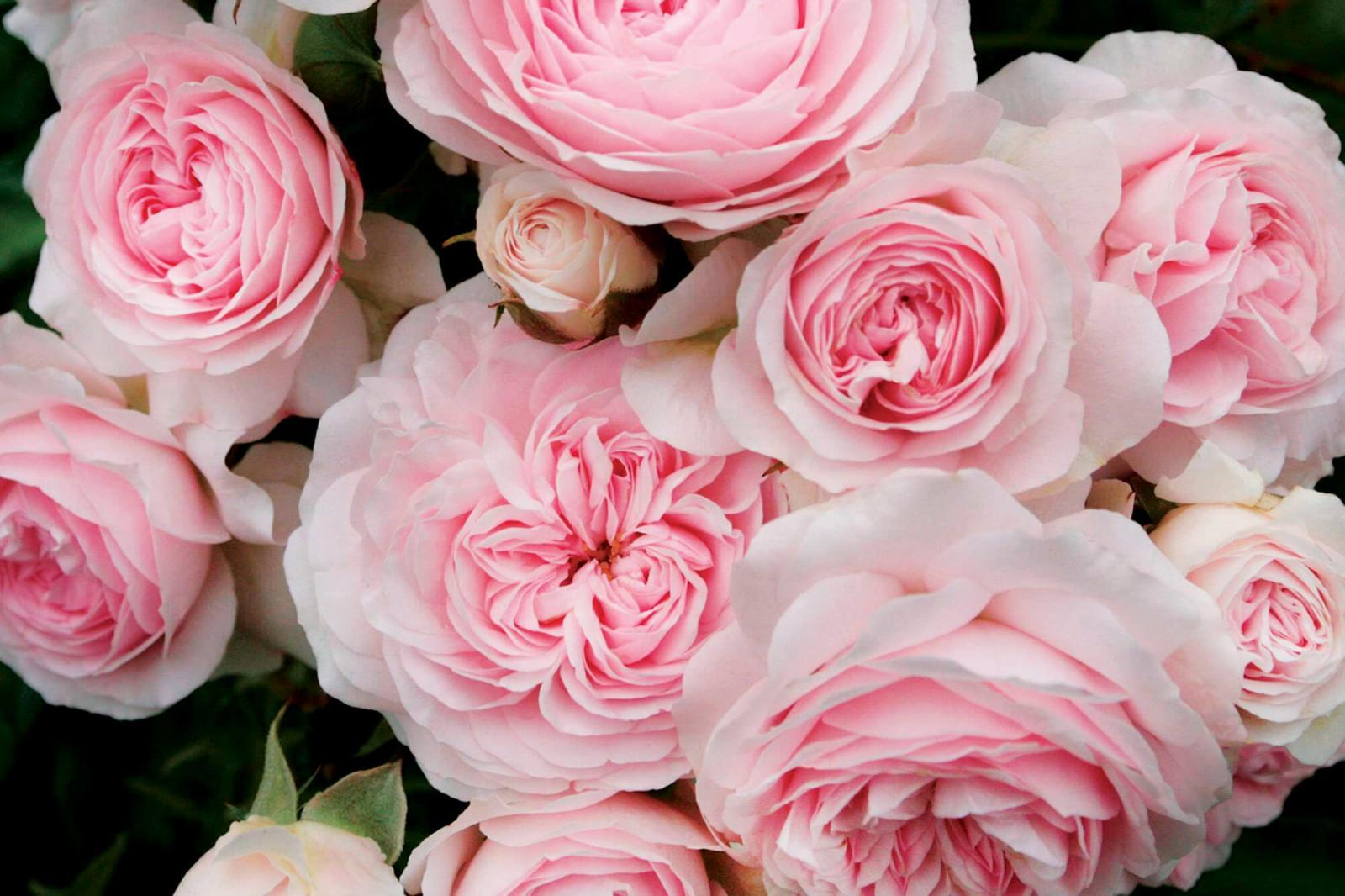 The new website, kordes.us, will showcase an extensive collection of roses.