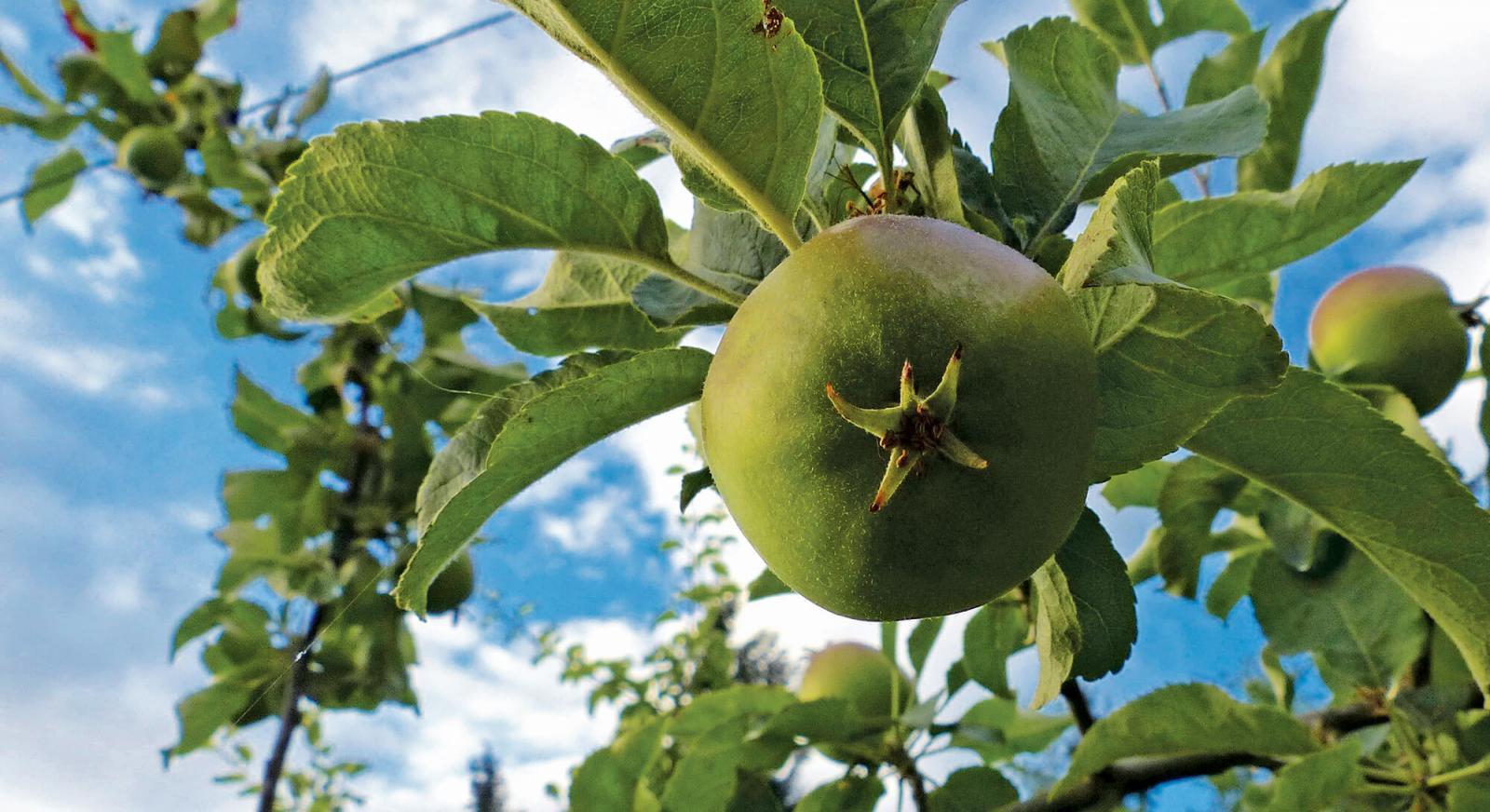 The easier way to integrate fruit trees into landscapes