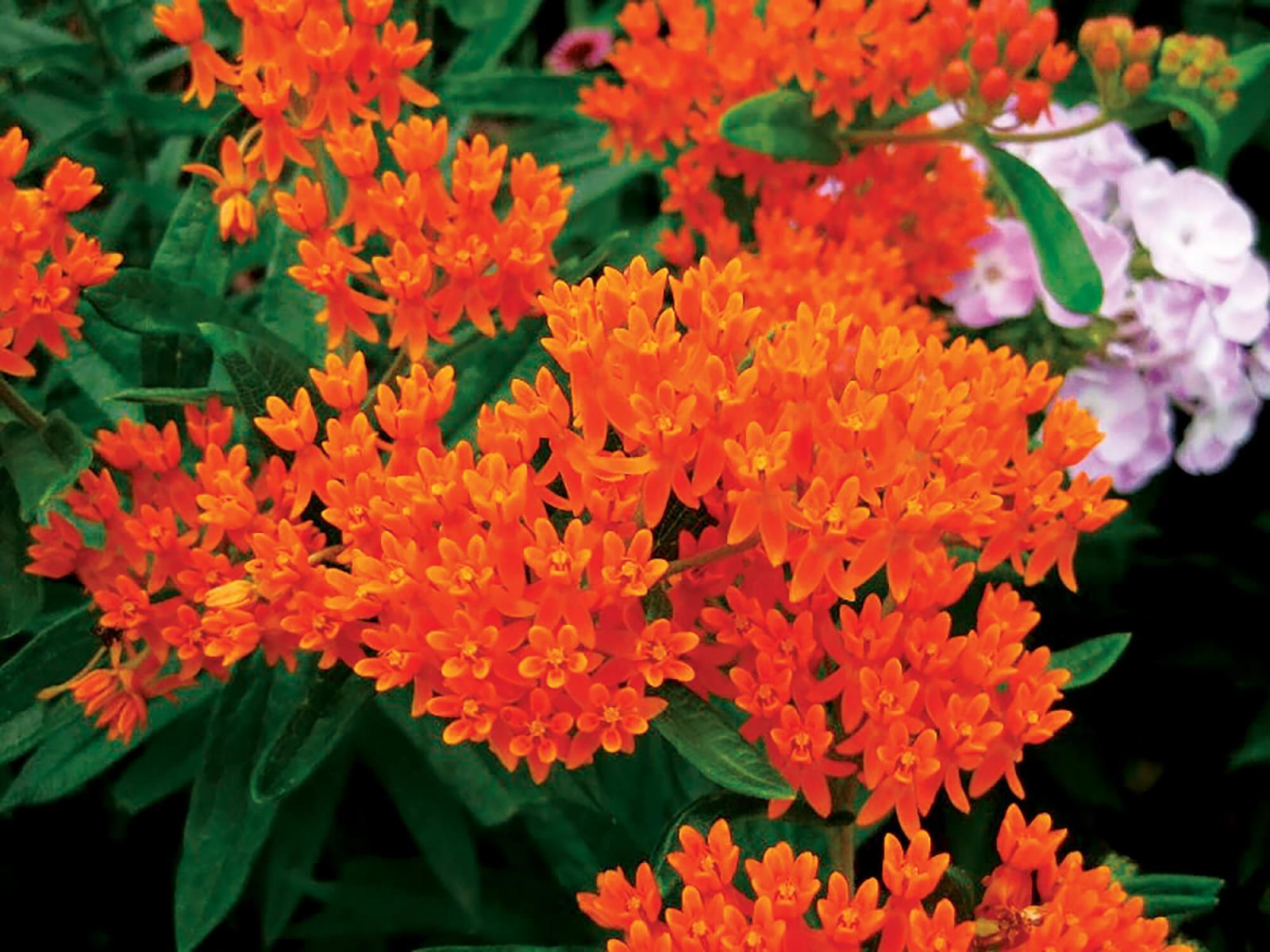 Butterfly weed is the 2017 Perennial Plant of the Year.