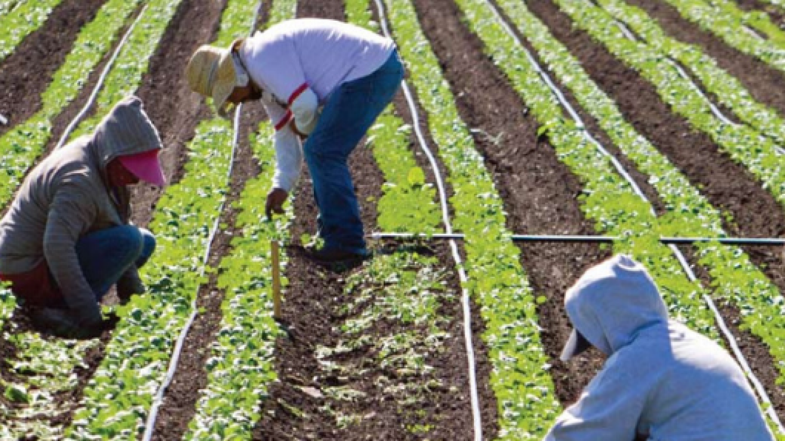 WSPS Resources for temporary foreign agricultural workers