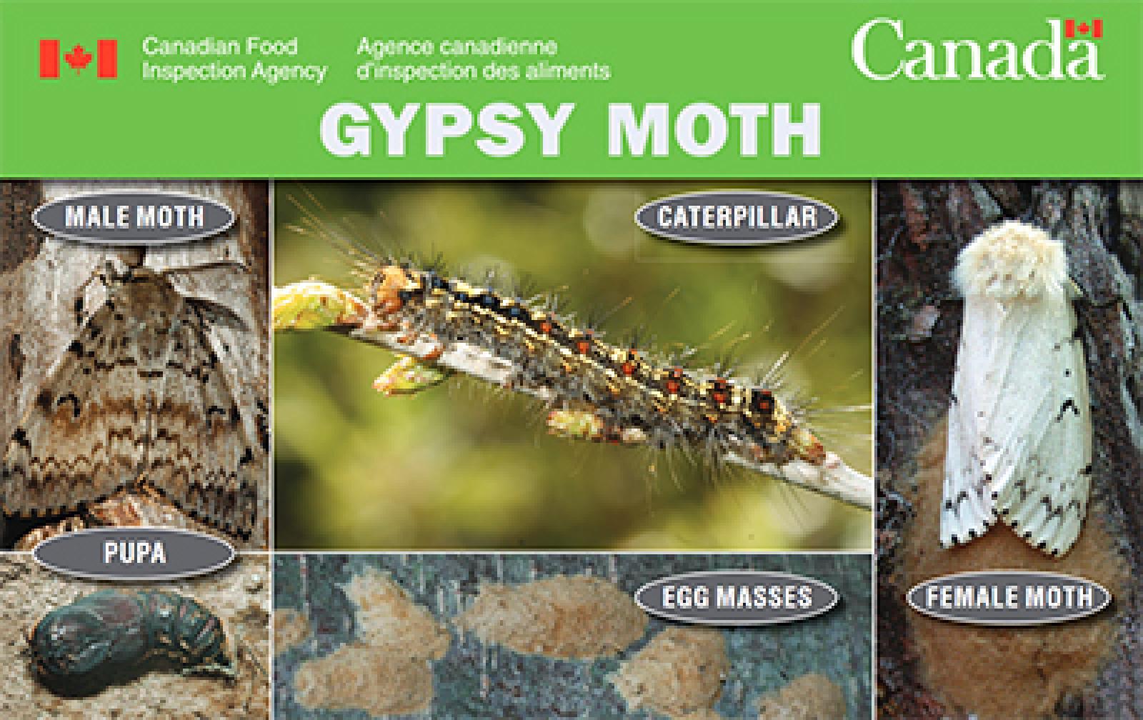 CFIA announces new Gypsy Moth Measures starting March 22, 2021