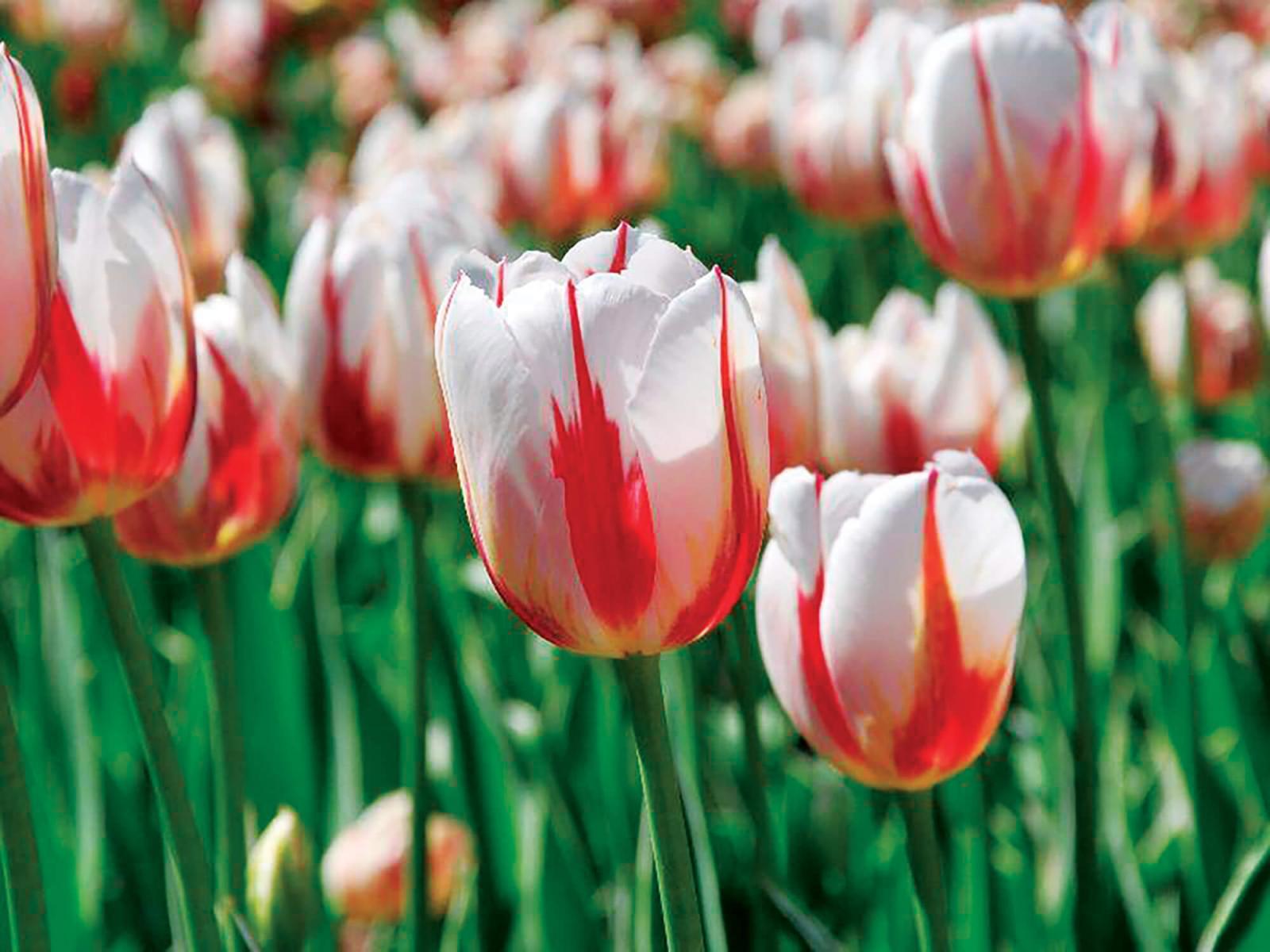 Canada 150 tulip.