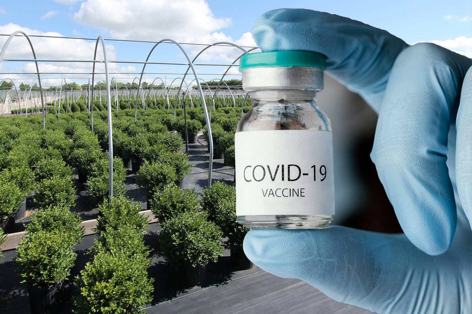 Covid vaccinations for Temporary Foreign Workers — Employer info session