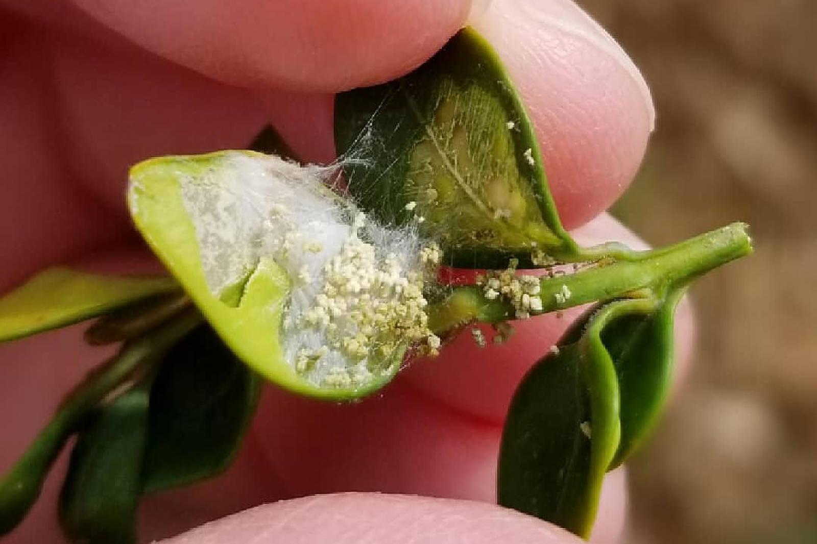 Early instar feeding of Box Tree Moth in early spring 2021.