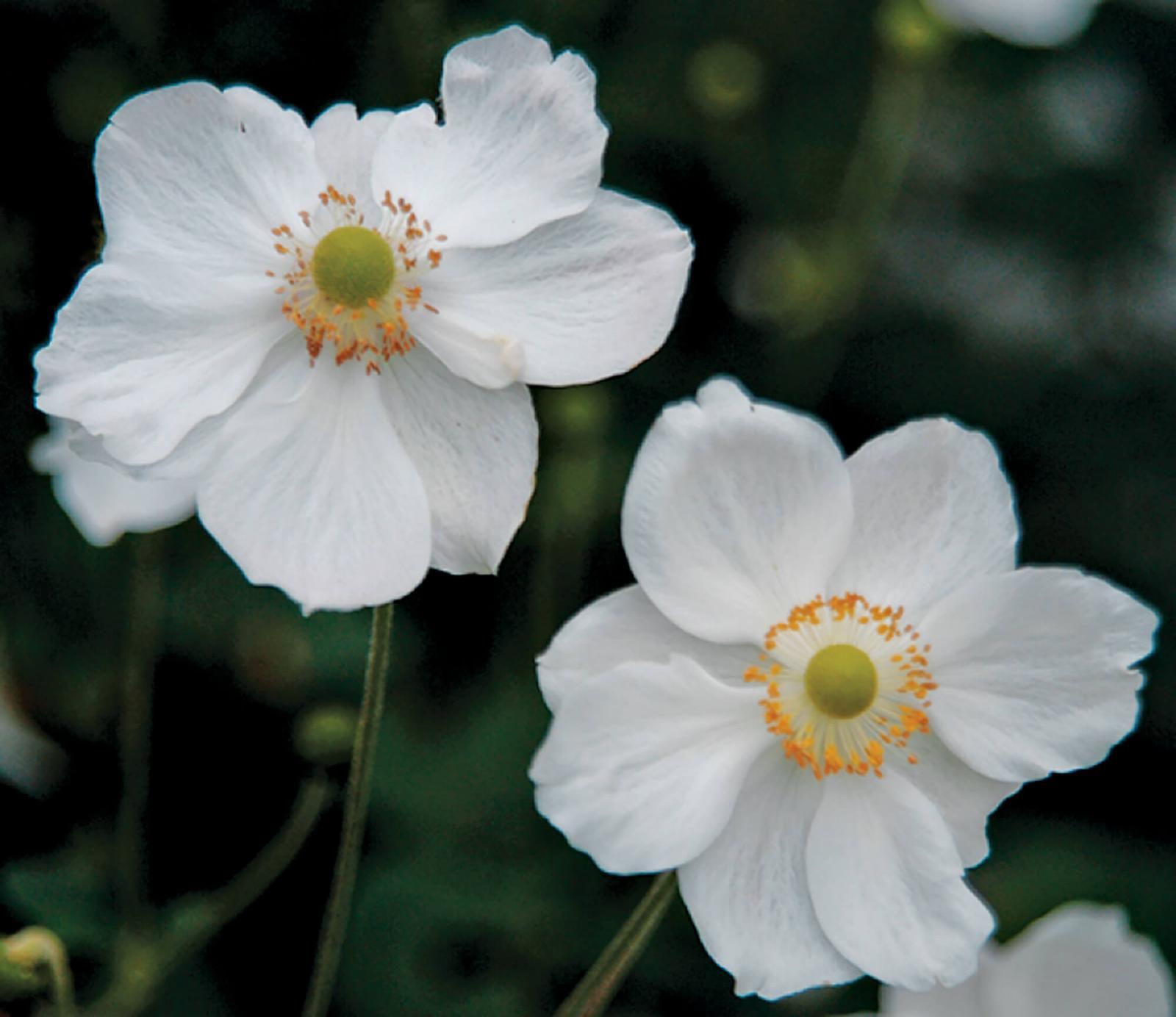 Anemone ‘Honorine Jobert’ has been chosen the  perennial plant of the year.