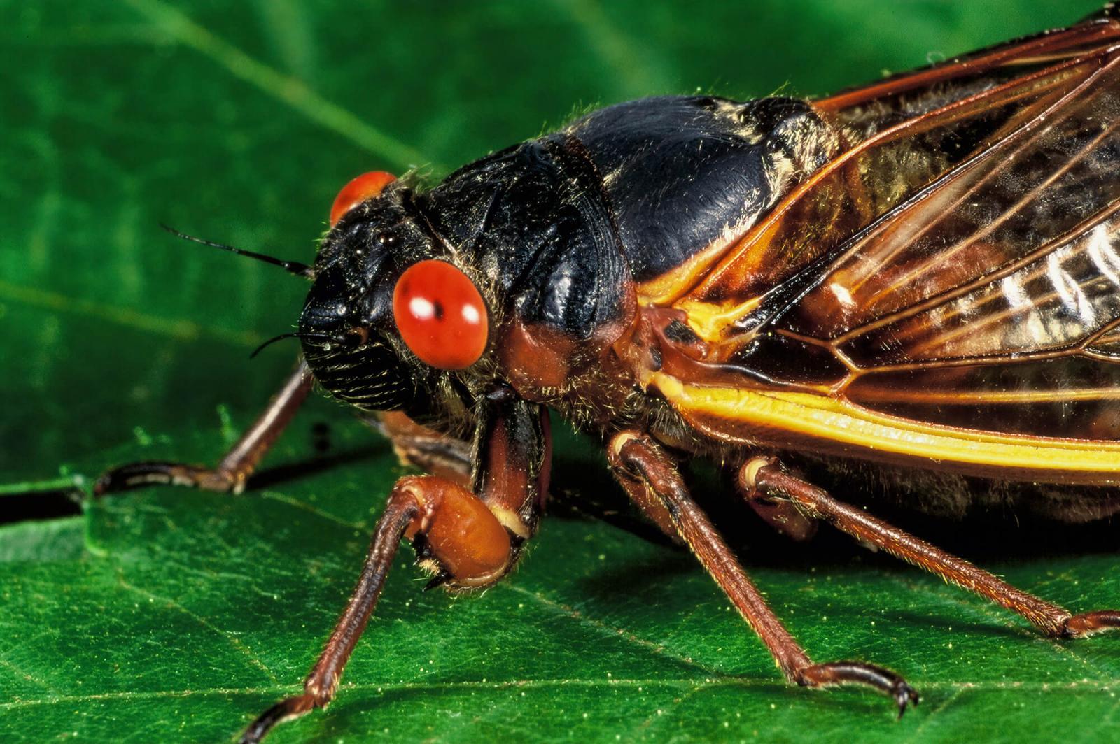 An adult periodic (17-year) cicada.