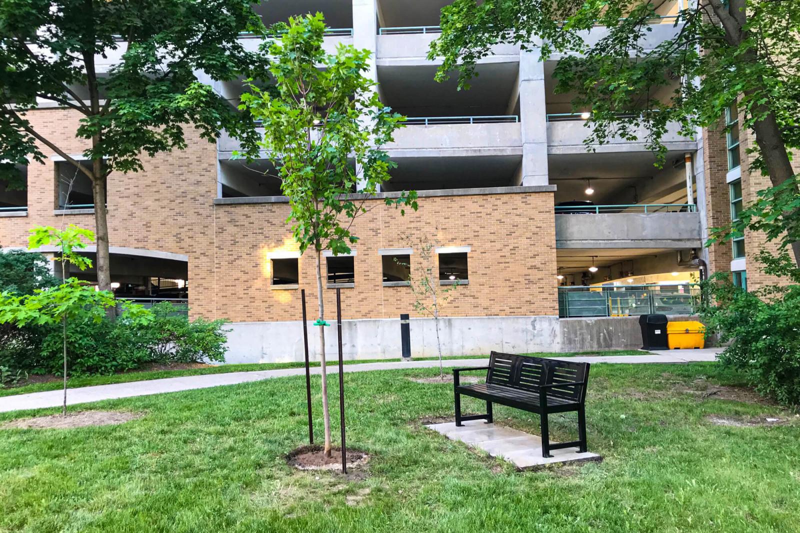 The first installation of 1bench1tree took place at Sunnybrook Hosptial in June 2021.