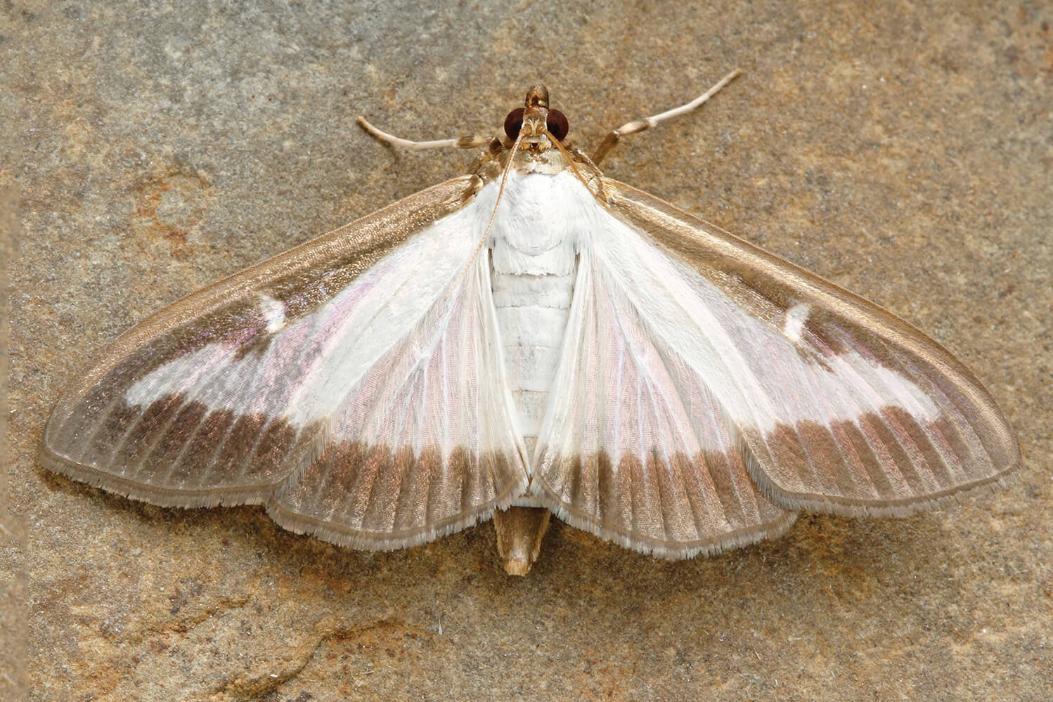 Box tree moth