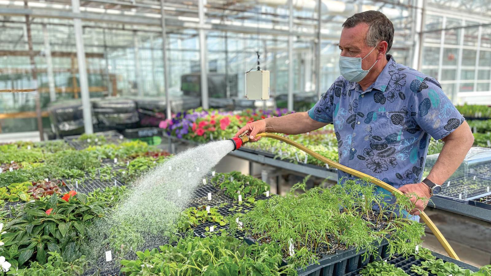 Watering young plants that were propagated by seed in 288 cell plug trays.