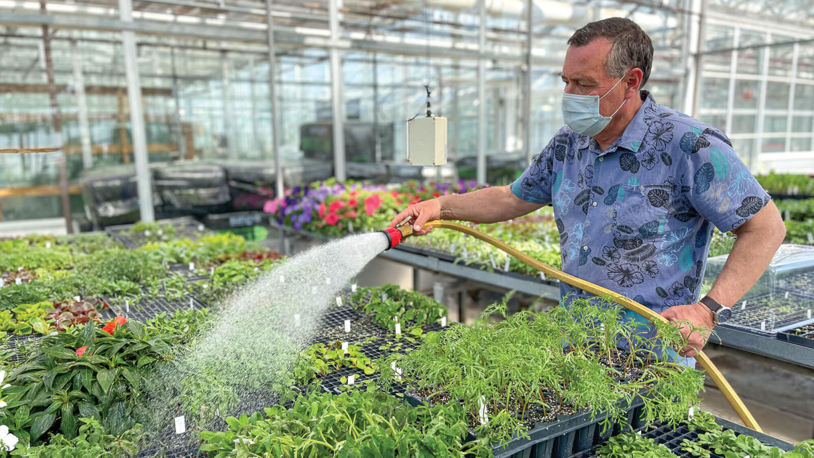 Watering young plants that were propagated by seed in 288 cell plug trays.