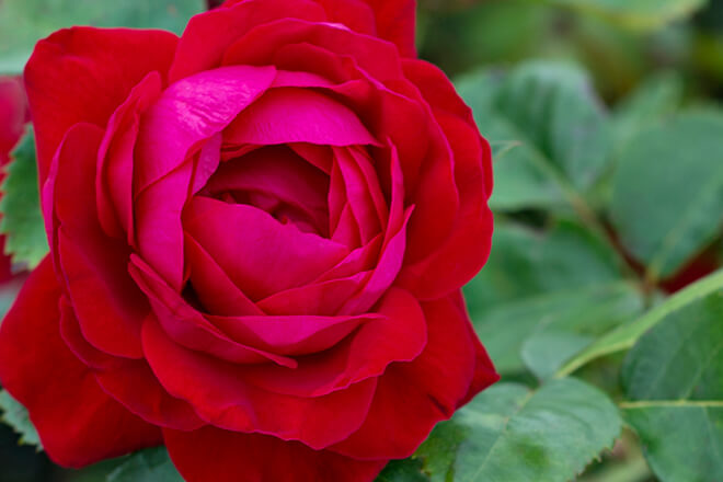 Vineland's Canadian Shield rose.