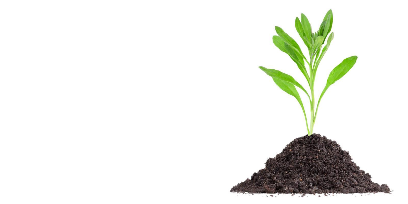Healthy soils produce thriving plants