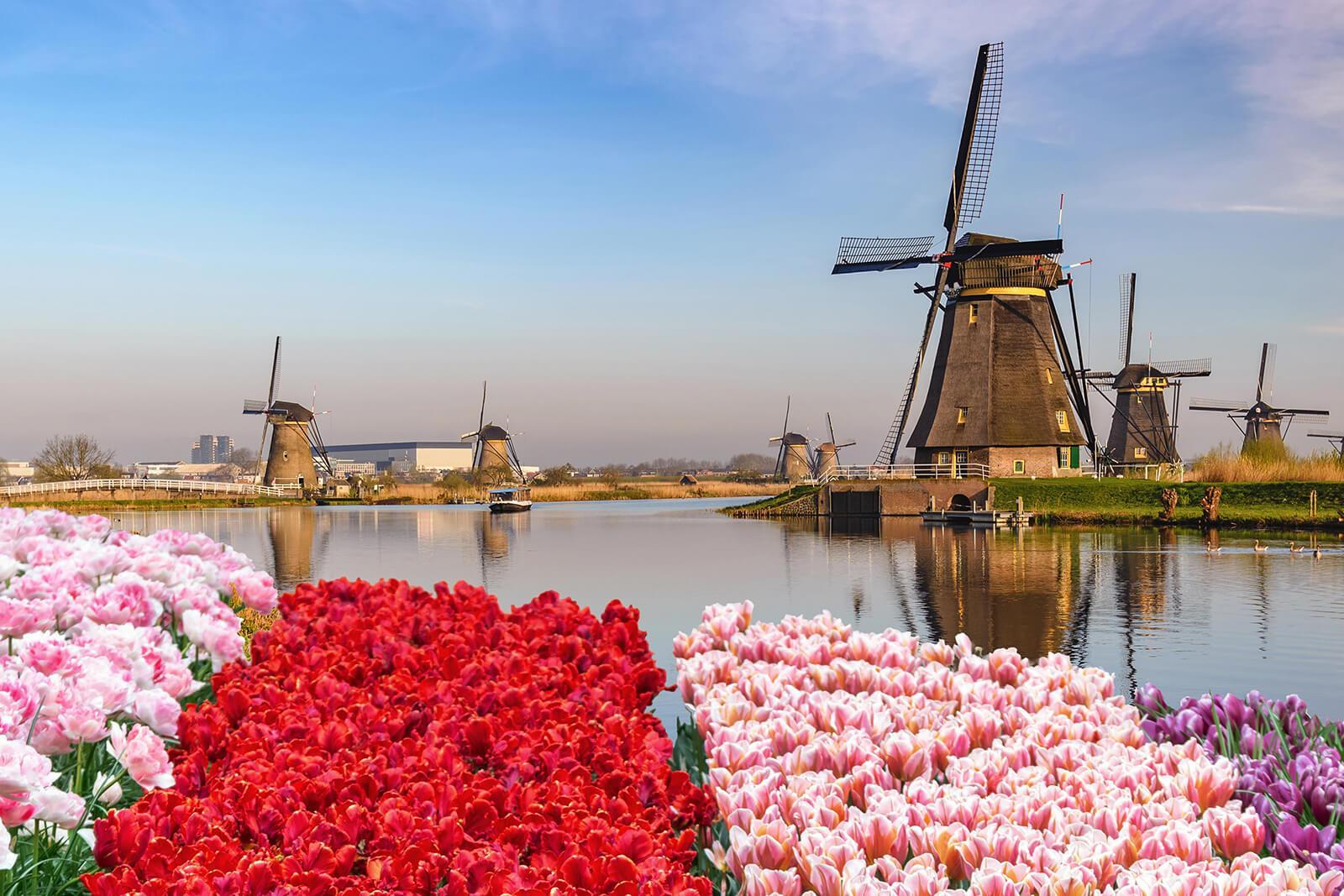 Flooding in the Netherlands drowns multiple tulip bulb crops