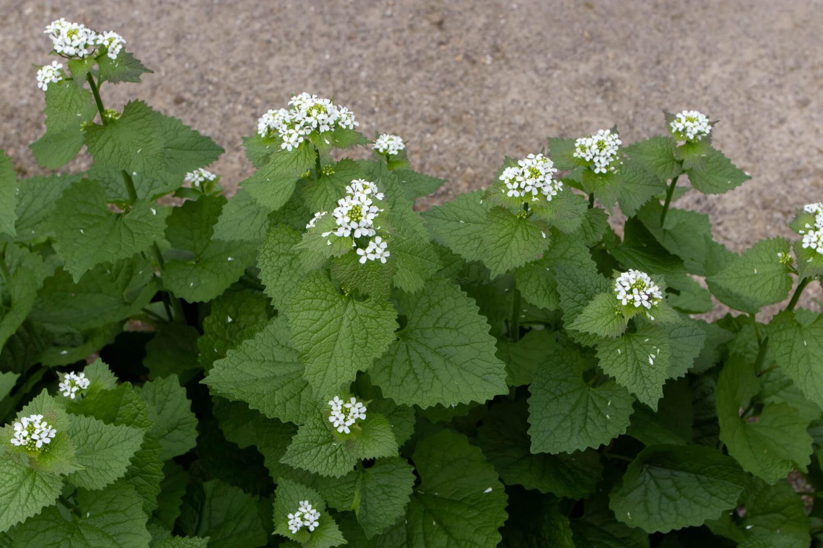 Garlic mustard can actually alter the soil chemistry and inhibit all other plants from growing in your garden.