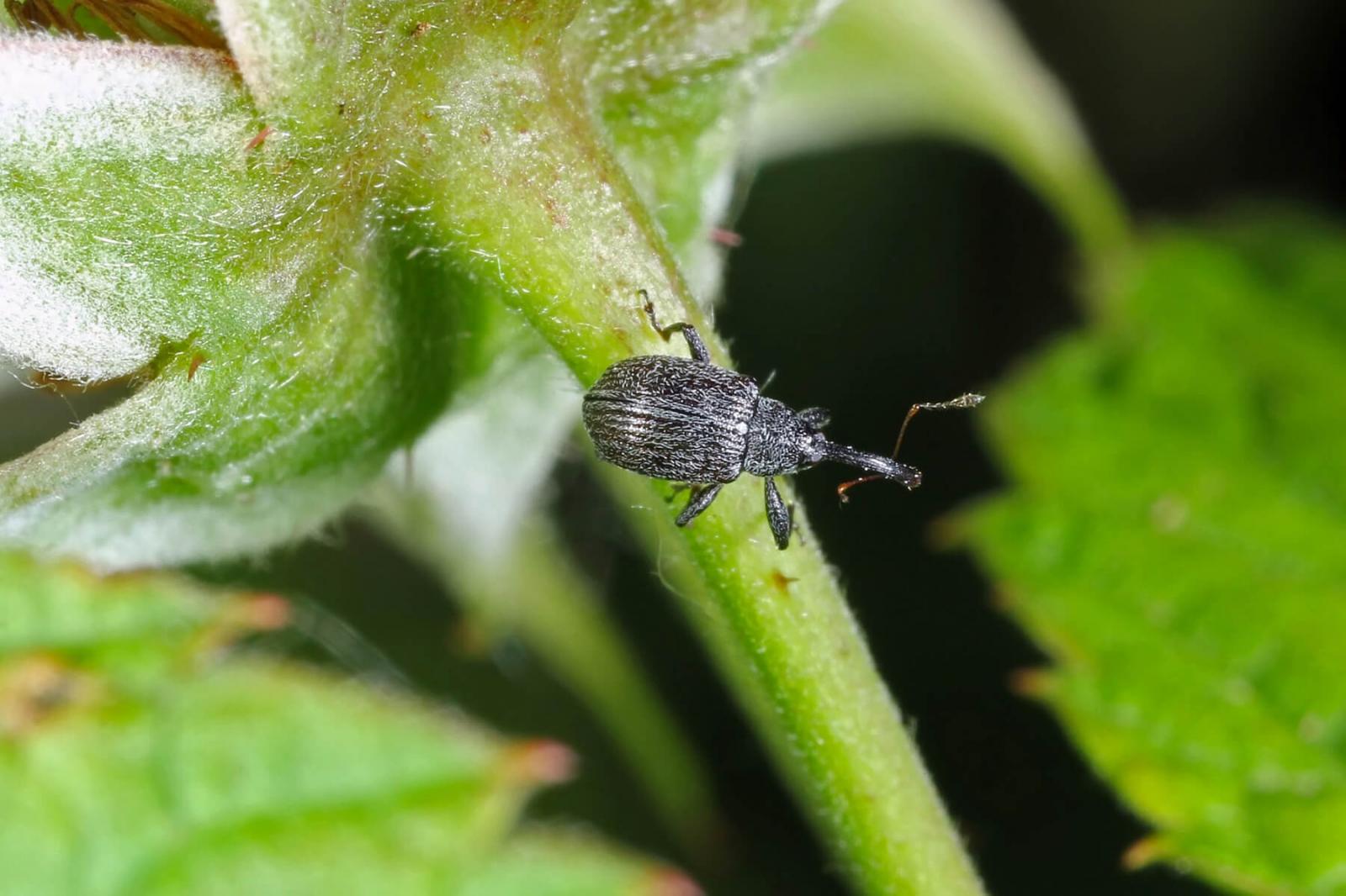 Strawberry Blossom Weevil pest module template approved