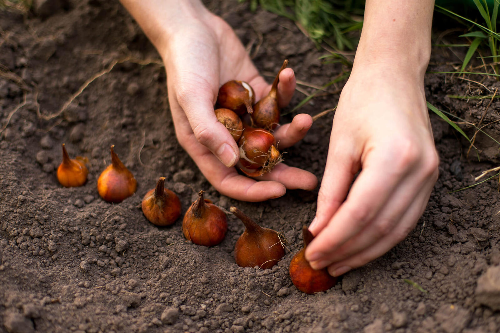 It’s important to read the directions to ensure you’ve planted your bulbs in the ideal location.