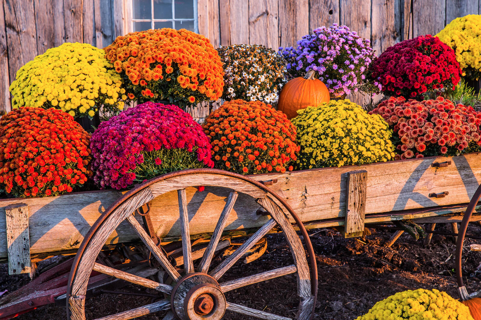 How to prepare your garden for winter