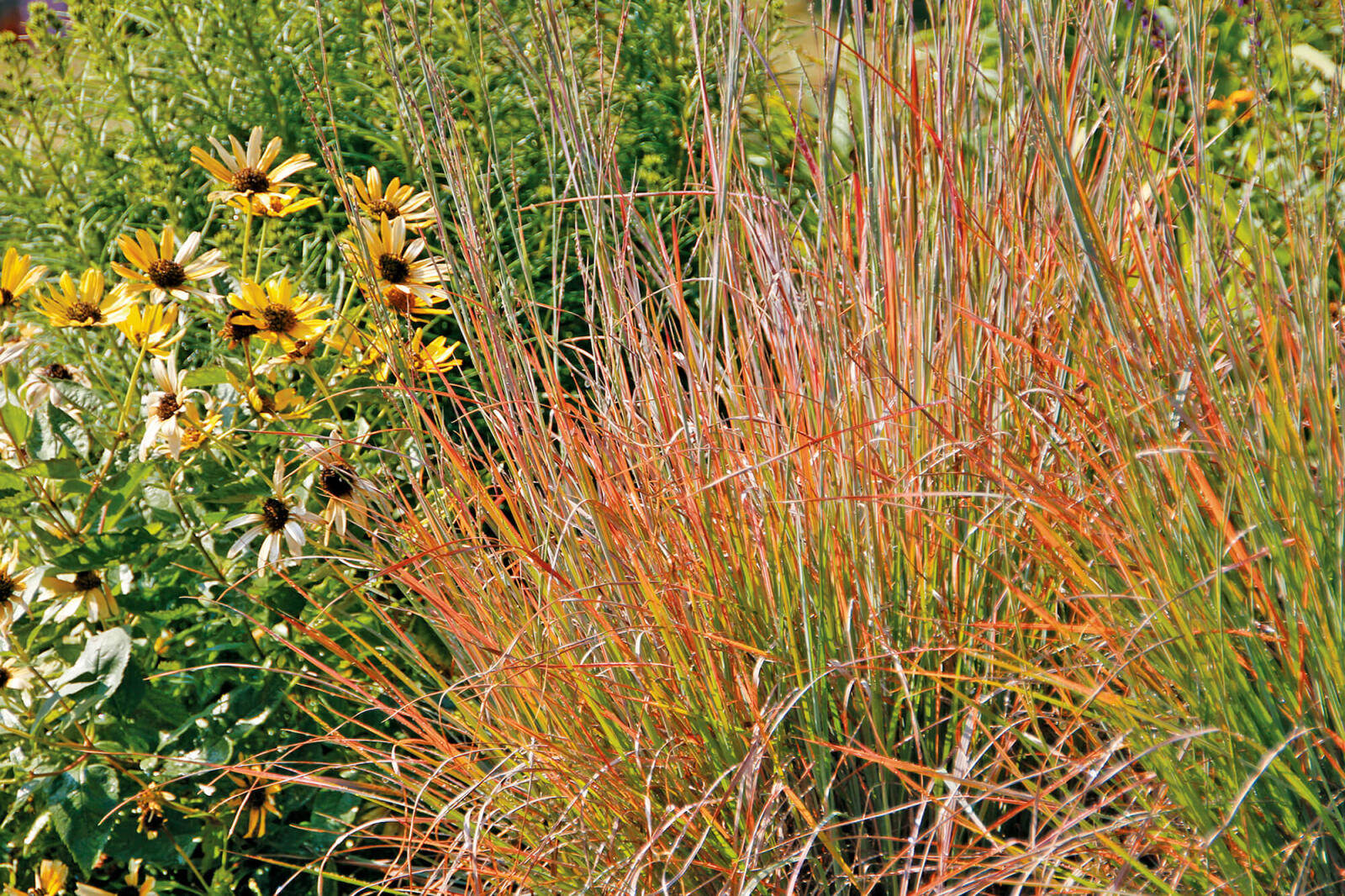 Schizachyrium scoparium named Perennial Plant of the Year