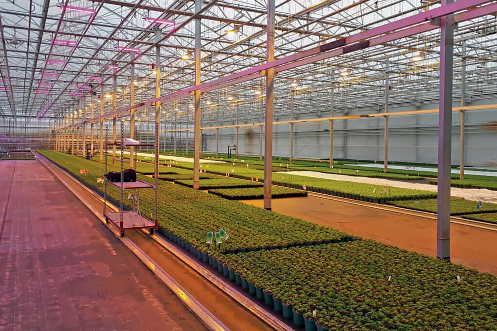 Dr. Youbin Zheng of the University of Guelph is studying the use of LEDs to improve ornamental crop production.