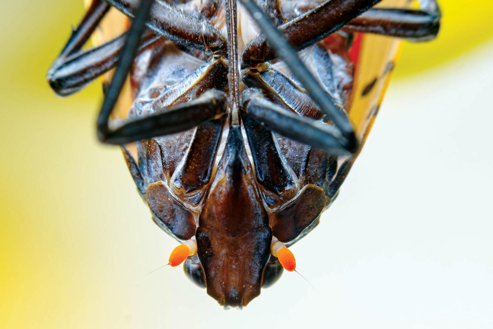 Spotted lanternfly