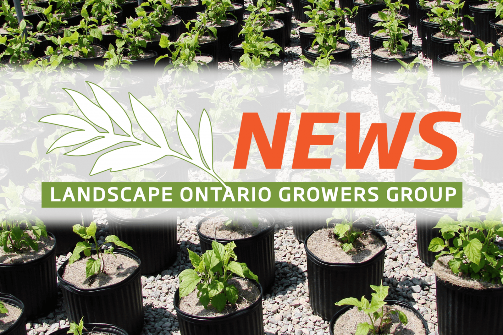 LO Growers Group Newsletter - March 2022