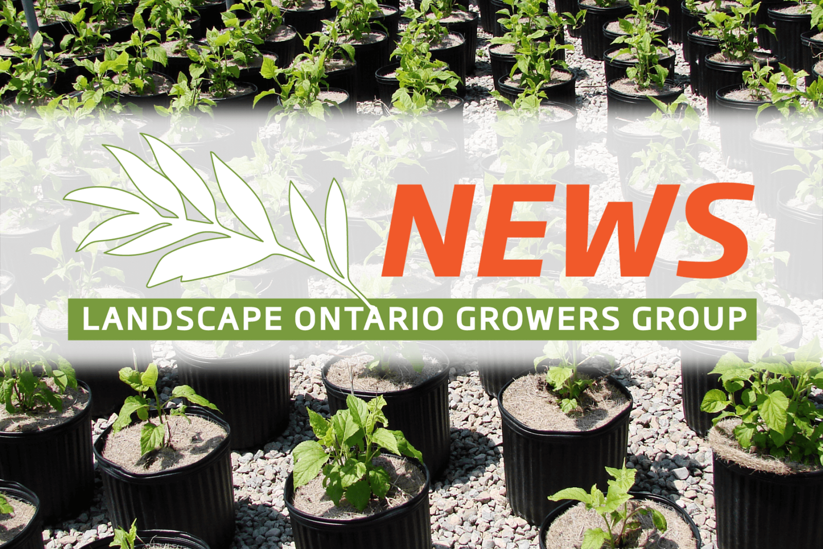 LO Growers Group Newsletter - April 2024