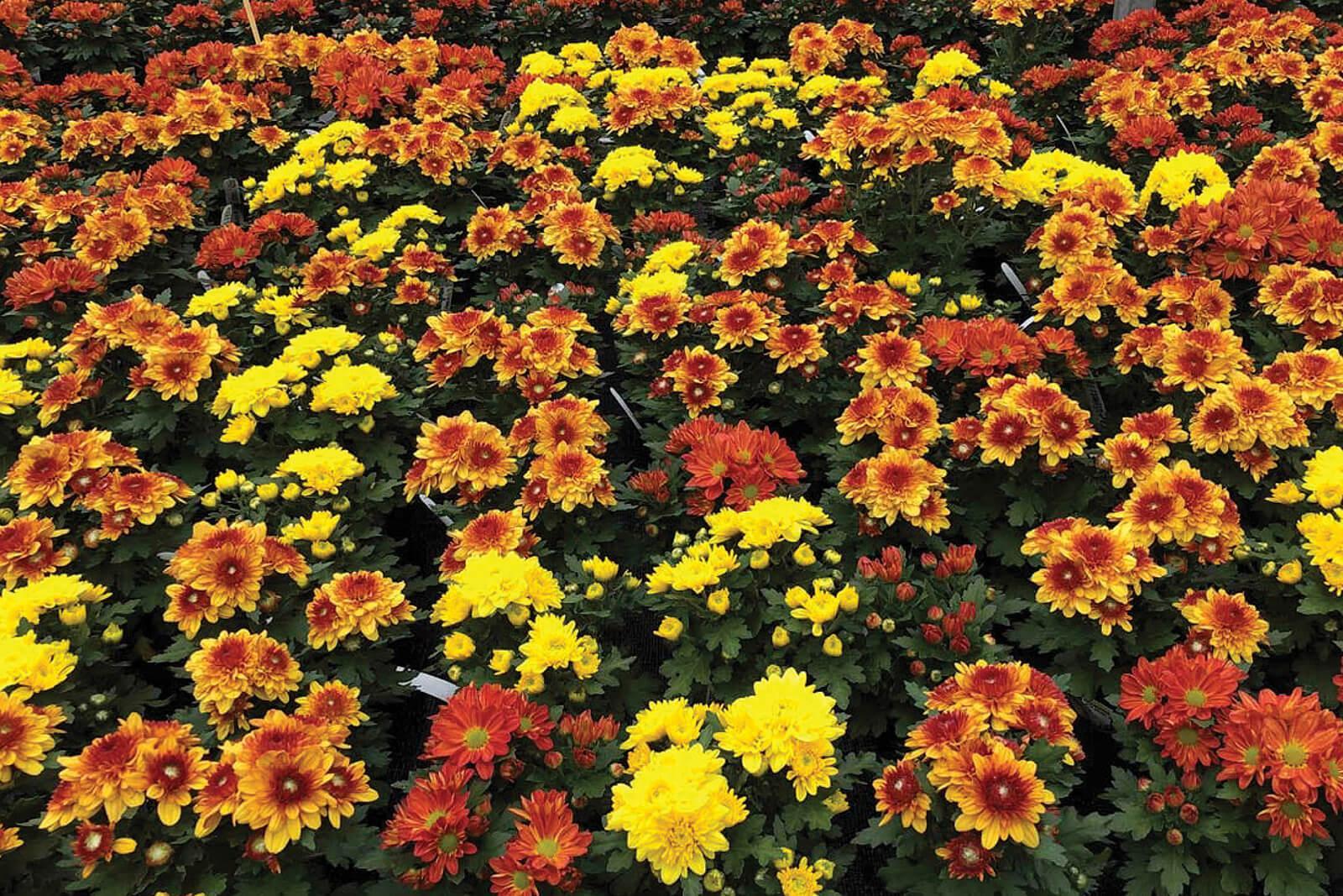 Greenhouse-grown chrysanthemums are just one of the many ongoing research projects managed by COHA.