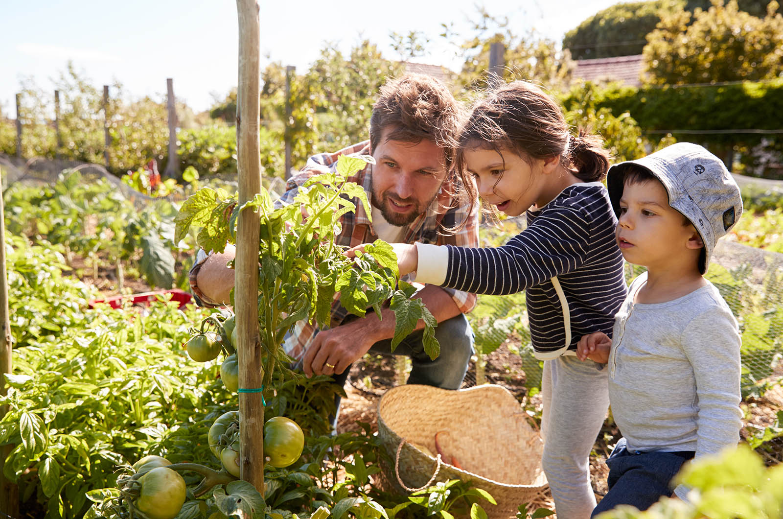 Grow a vegetable garden in 2022