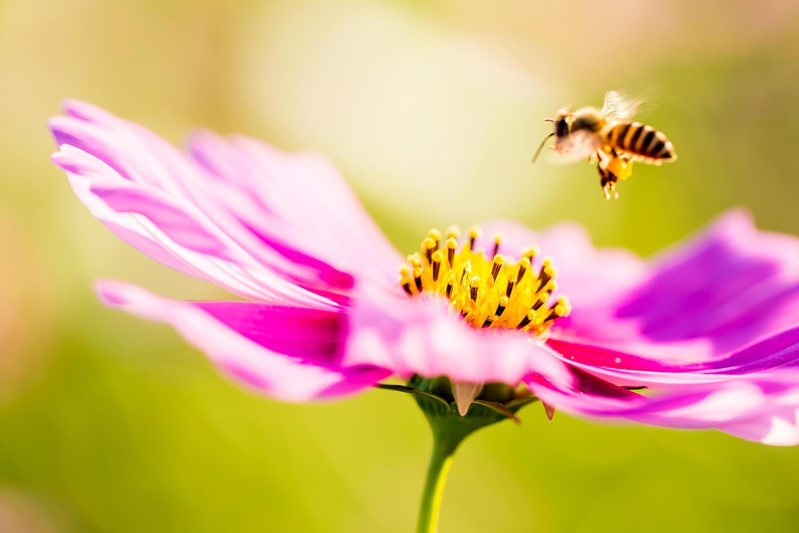 How to support bees in your garden