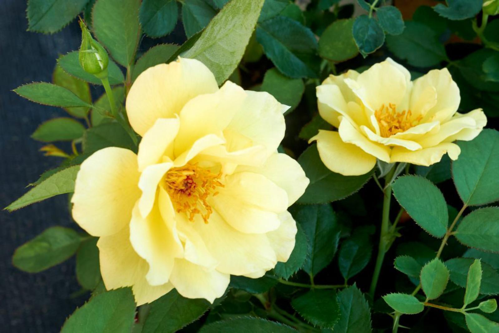 Vineland introduces Yukon Sun rose