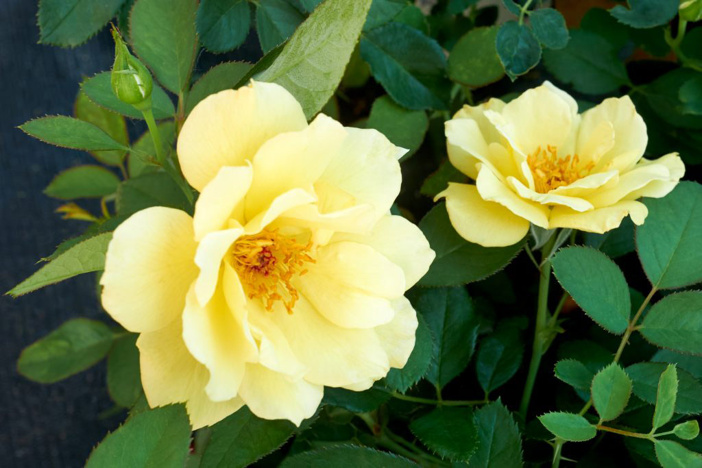 Vineland introduces Yukon Sun rose - Landscape Ontario