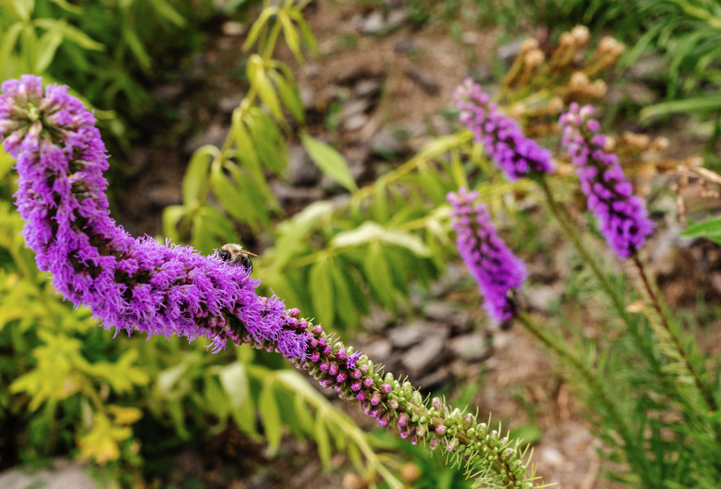 Grandmother's Voice creates a Healing Garden at Country Heritage Park