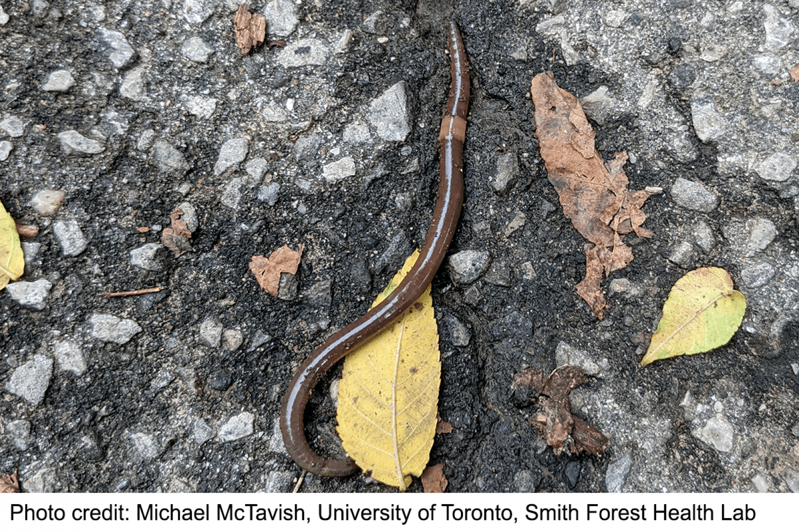 Invasive Asian jumping worm spotted in Ontario