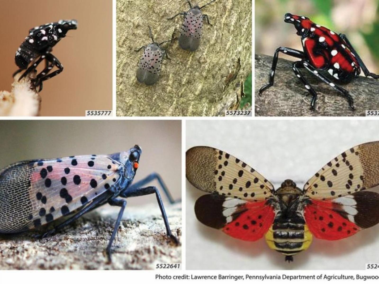 Free Workshops on Spotted Lanternfly in the Niagara Region