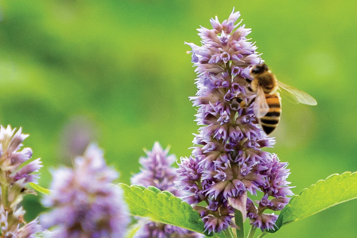 Peace in a bee-loud glade