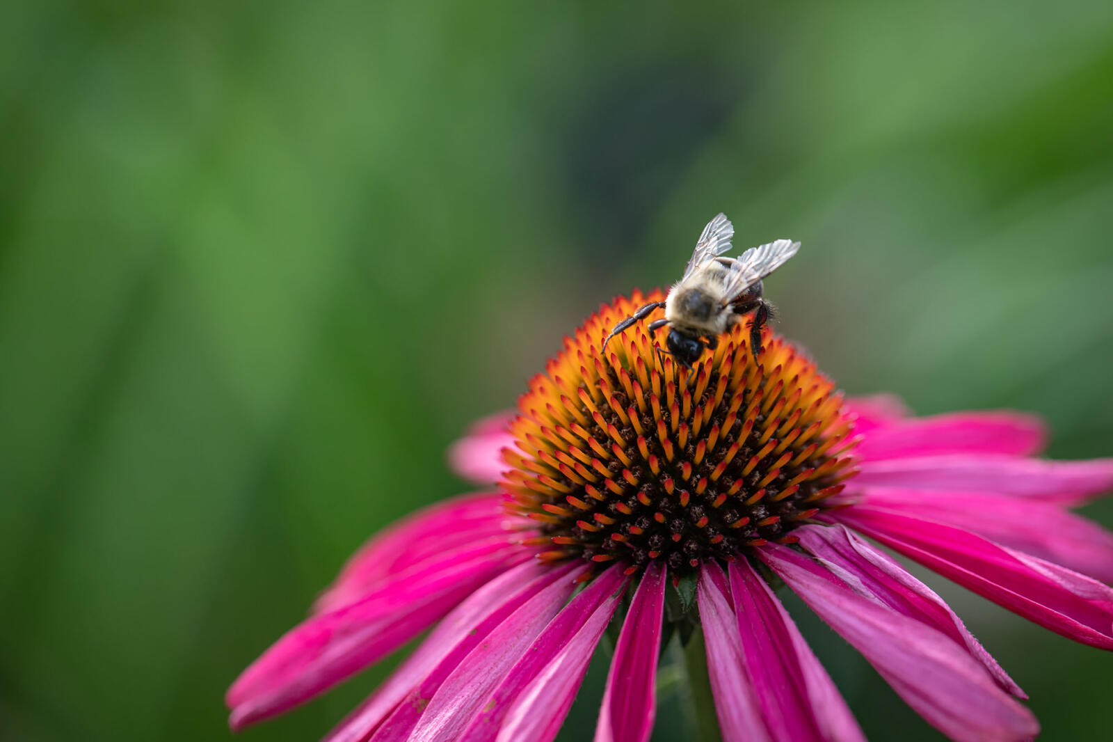 A garden for the rusty-patched bumblebee