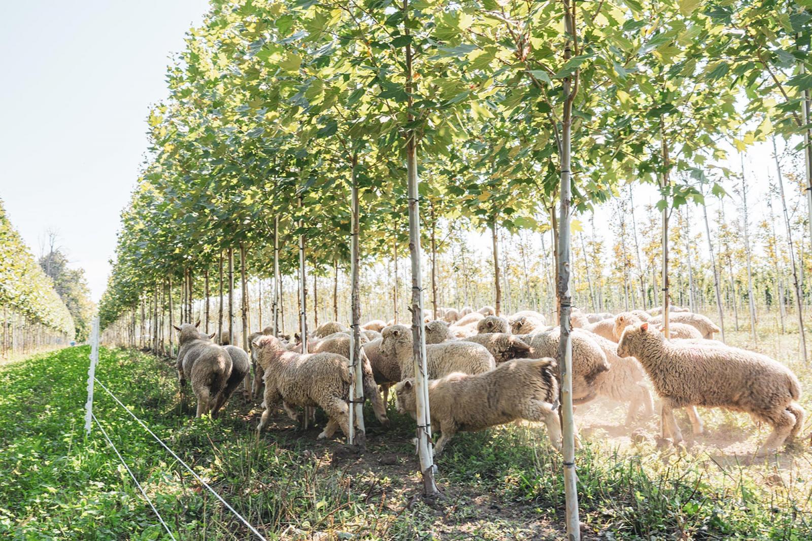 Sheep grazing for tree nurseries