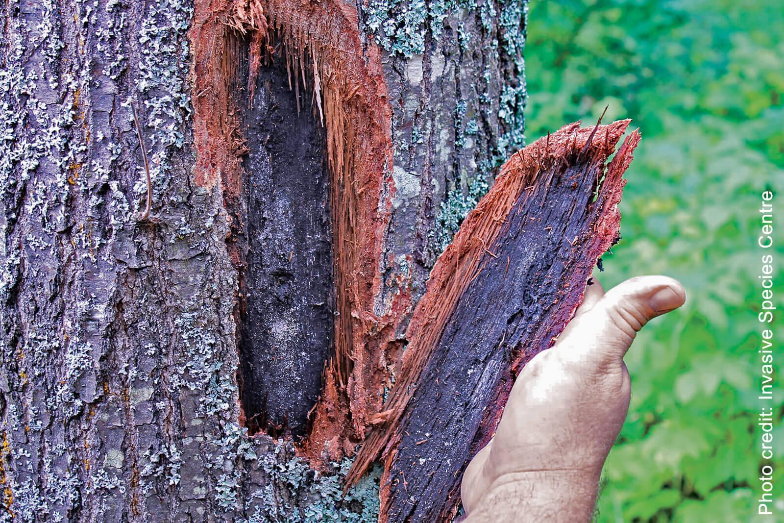 First Canadian detection of oak wilt found in Niagara