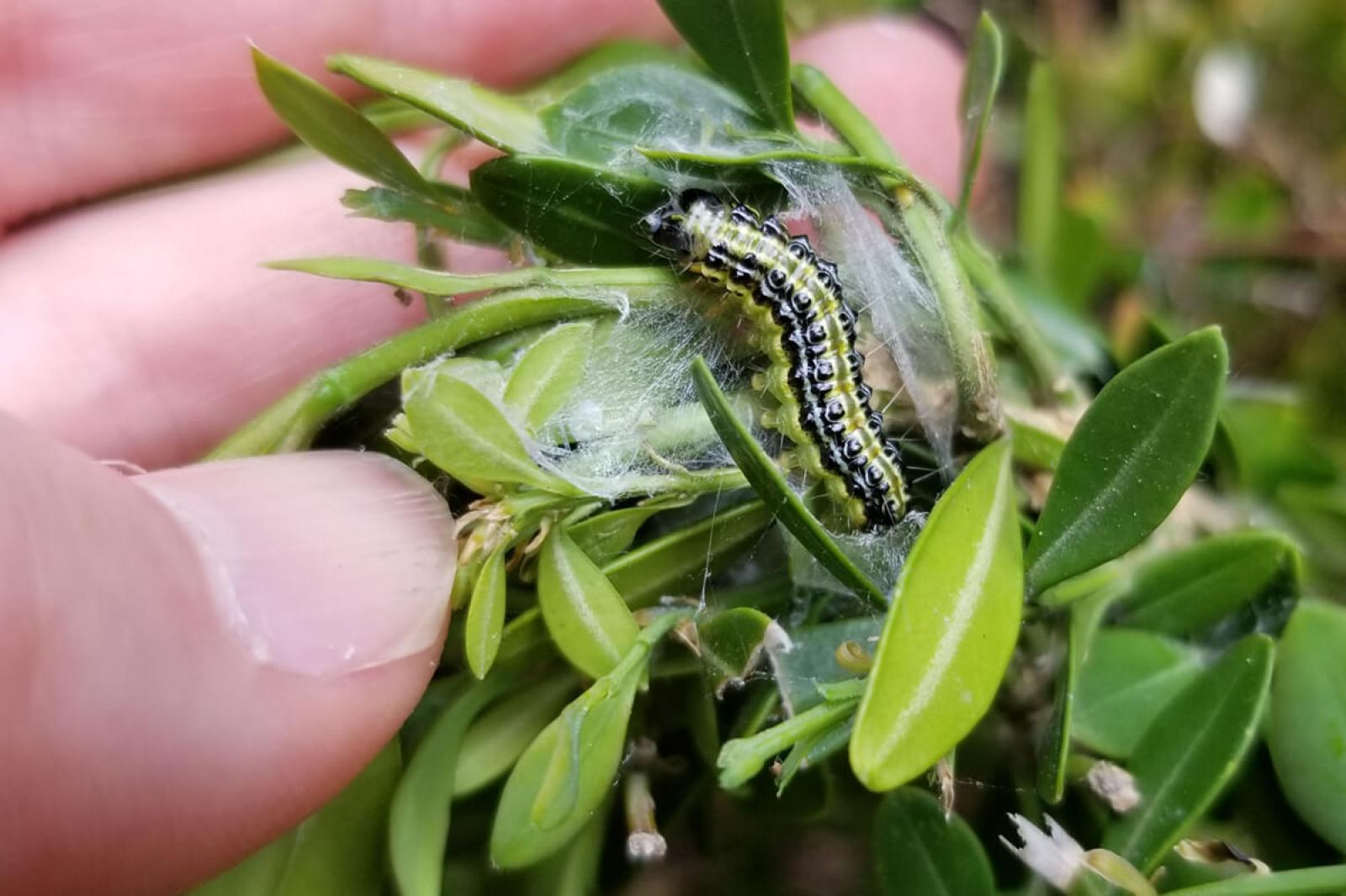 Carefully pull apart webbed leaves and twigs to look for green larvae with black spots and a black head. (Photo: J. Llewellyn)