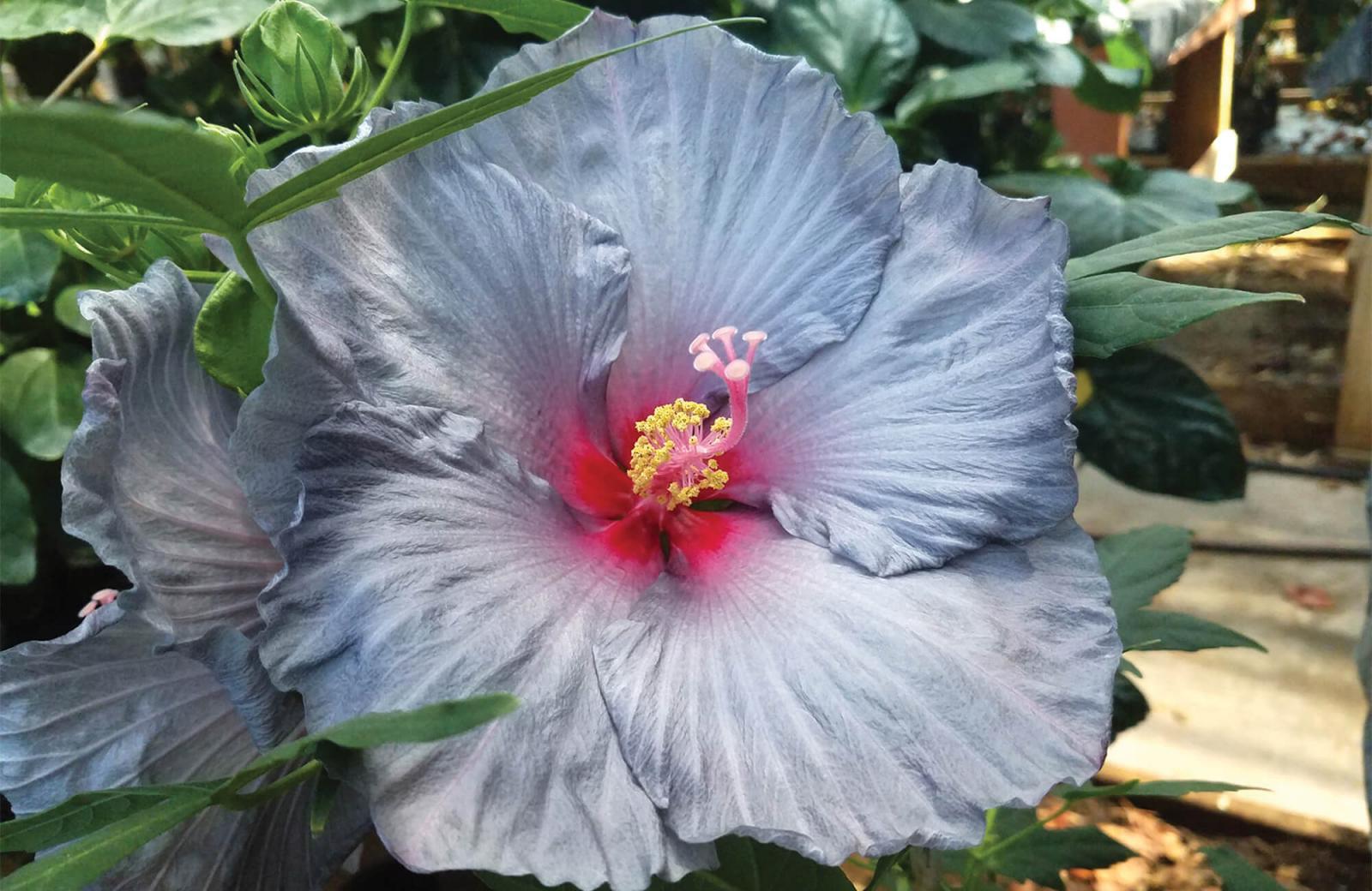 Crossing a new frontier in hardy hibiscus breeding