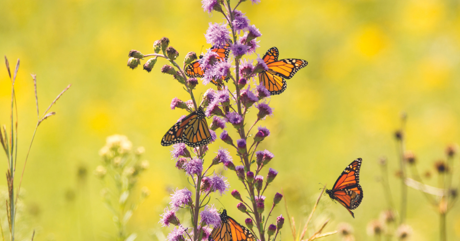 UBC study delves into pollinator distraction phenomenon