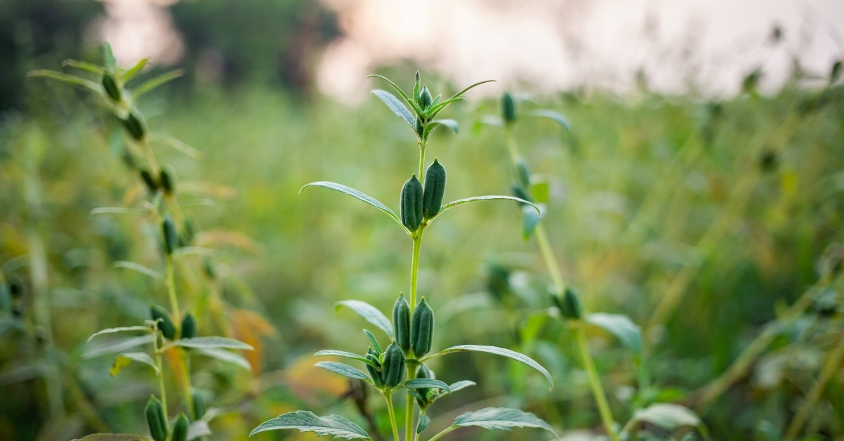 On the hunt for superior seeds