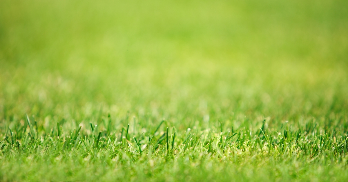 Professional confessional: turf management