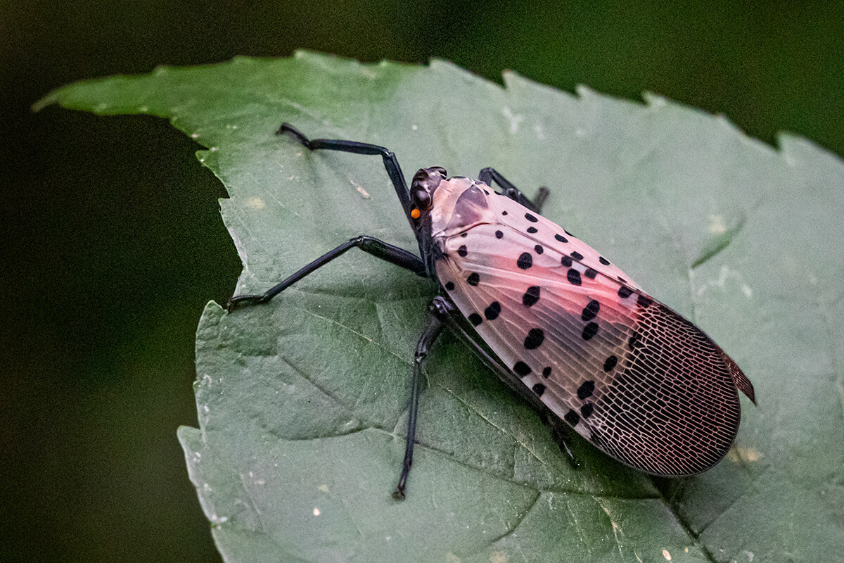 Spotted lanternfly