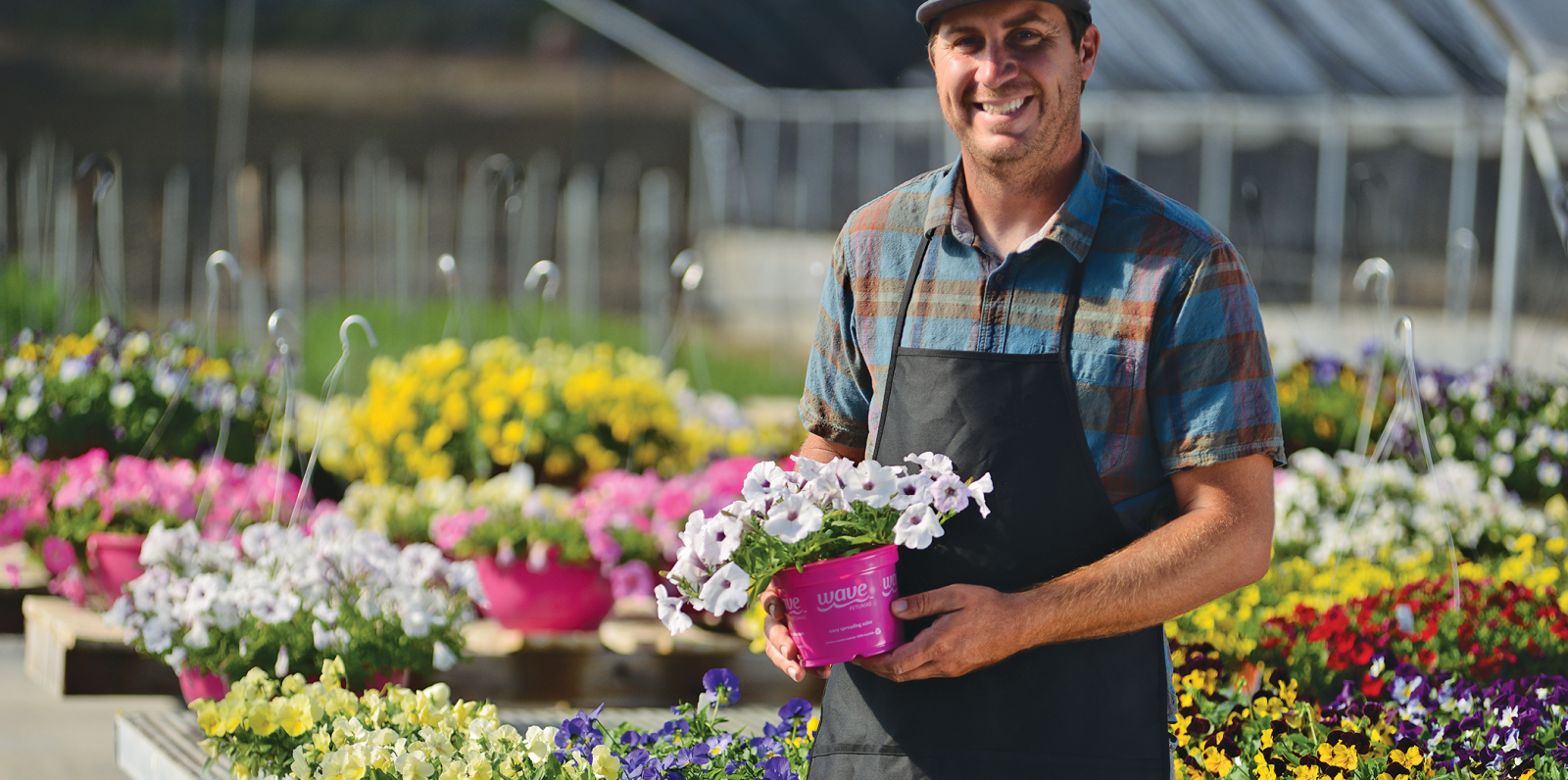 Celebrations planned for Wave Petunias' 30th anniversary