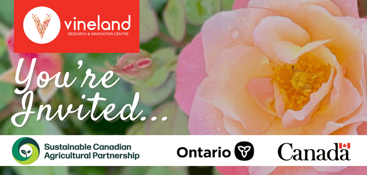 Vineland rose garden showcase open house 2025